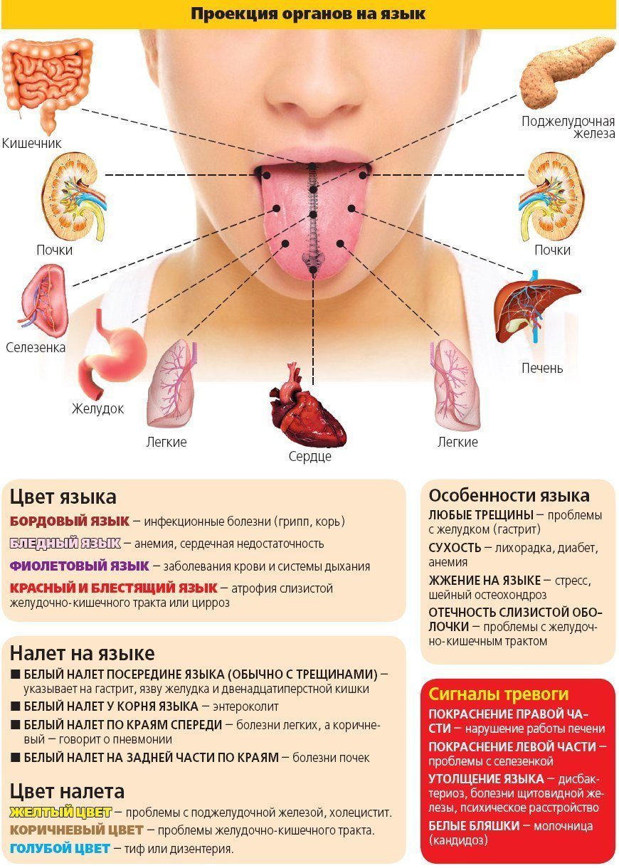 Язык кошки – pet-mir.ru