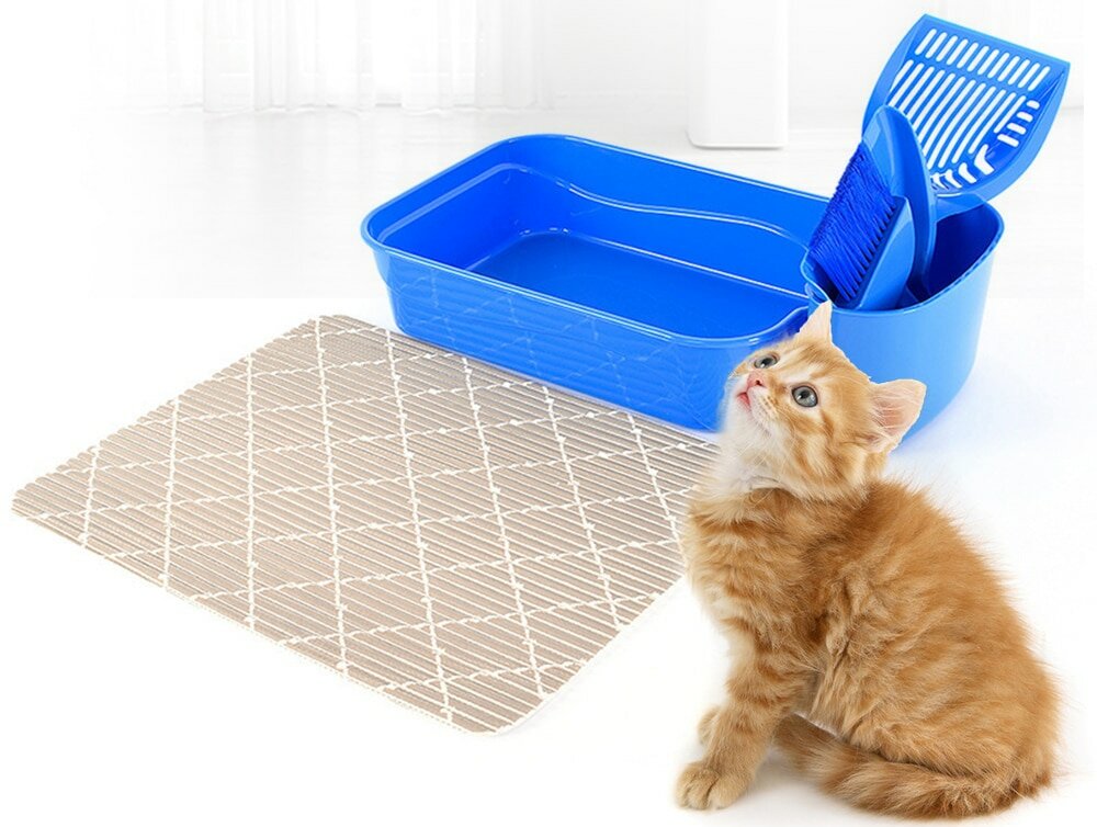 Приучение котенка к лотку в домашних условиях