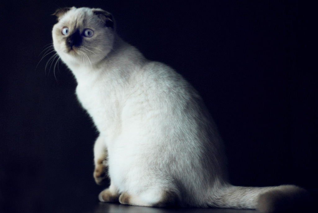 Сиамская кошка: описание породы и характера | kitty pryde