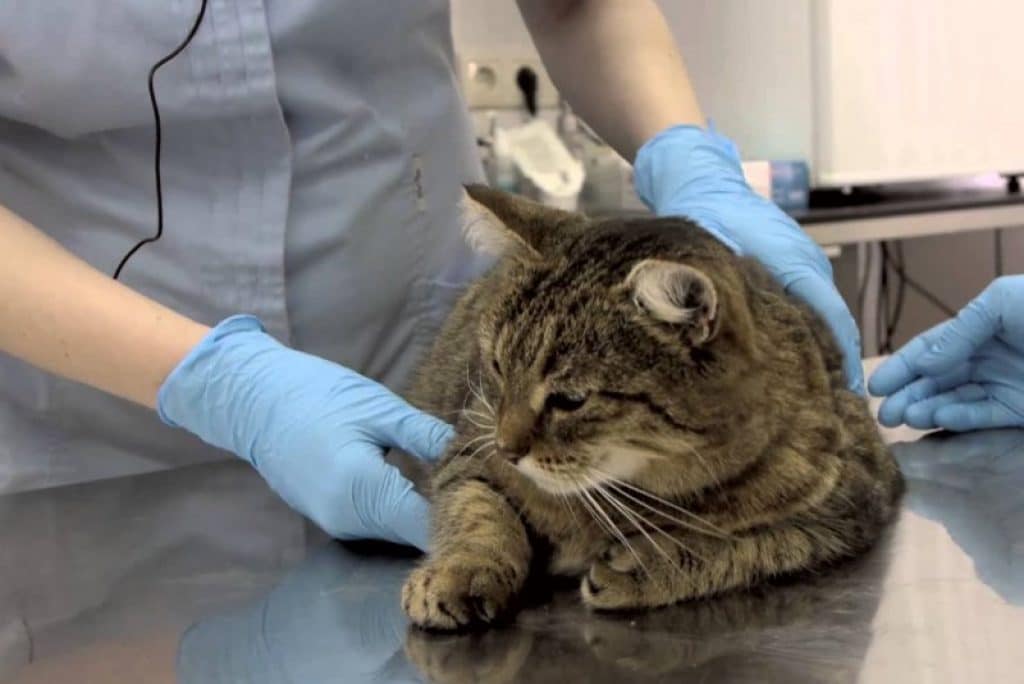 Осложнения после прививки у кошки: питомец хромает, аллергия