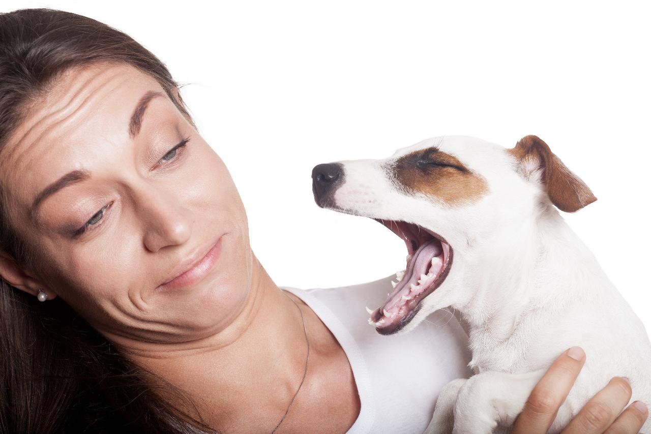 По каким причинам у собак может пахнуть тухлятиной из ротовой полости