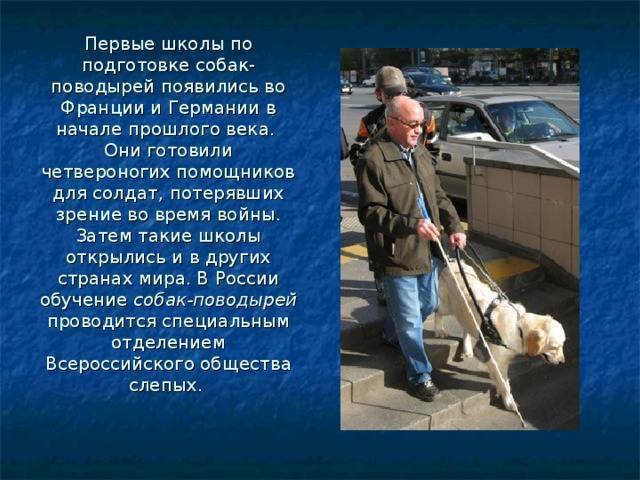 Собаки-поводыри - породы собак-проводников для слепых, подготовка и дрессировка, список центров - dogtricks.ru