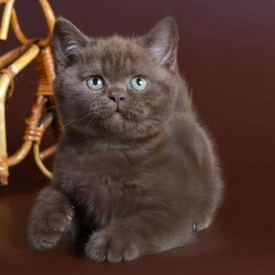 Шоколадные британские кошки: стандарт редкого окраса, генетика и советы по выбору английских кошек