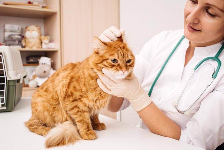 У кошки аллергия на сухой корм: что делать, как кормить