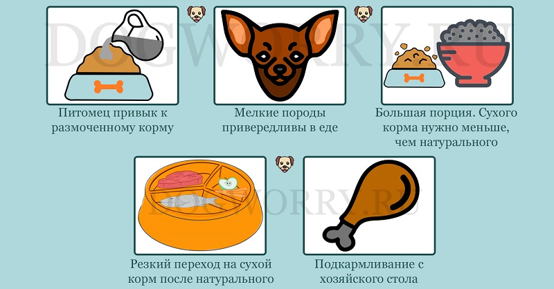 Собака перестала есть сухой корм – причины | dogkind.ru
