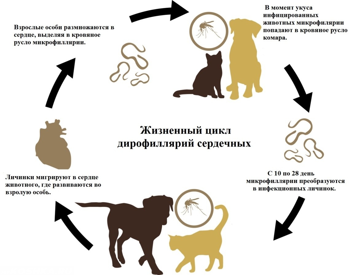 Дирофиляриоз у человека в картинках