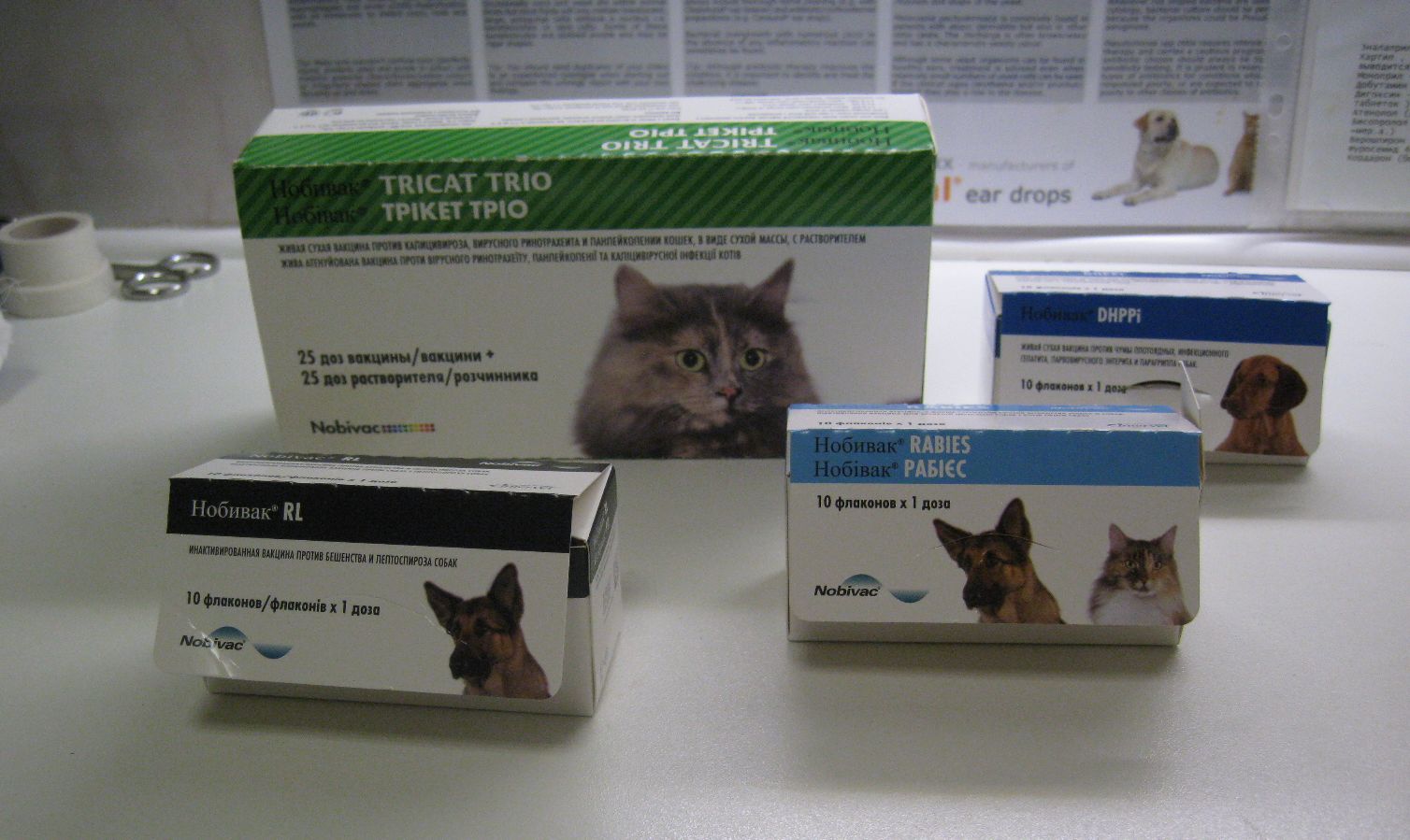 Котята прививки во сколько. Нобивак Rabies для кошек. График вакцинации котят до года. Первая вакцина для котят. Прививки котятам.