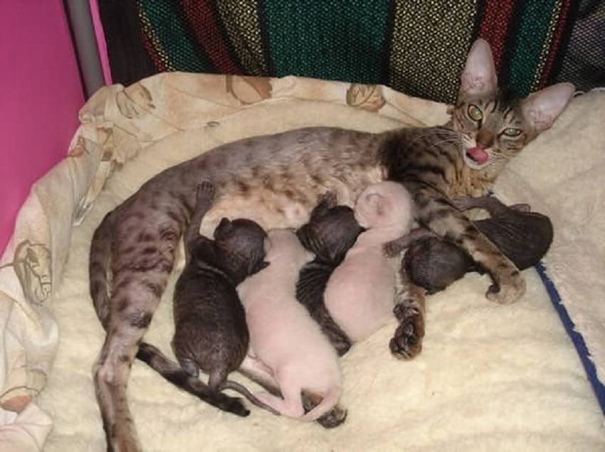 Примеры чем можно кормить кошек после родов и чтобы было больше молока