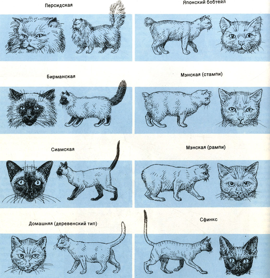 Как научить британского кота сидеть на руках: наши советы