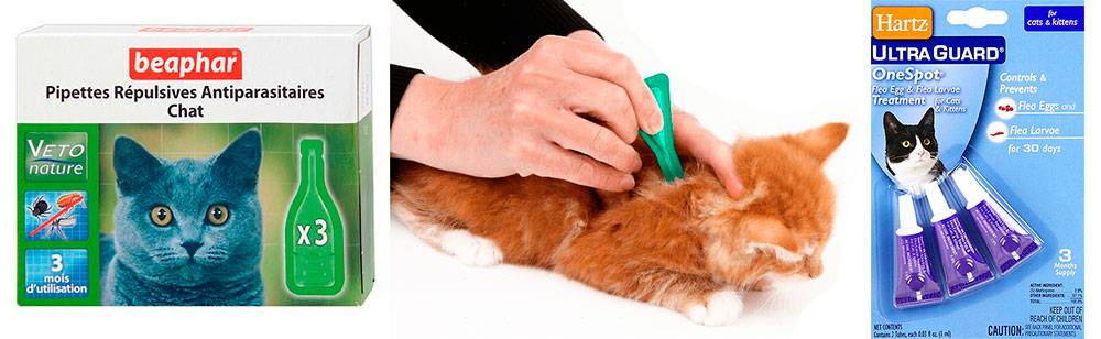 Капли на холку от глистов для кошек – самый простой и безопасный способ избавления от паразитов