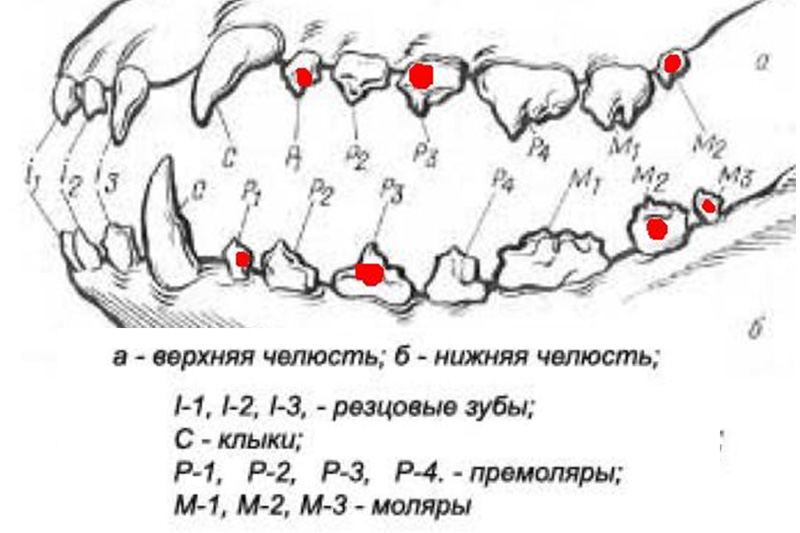 Анатомия зубов человека, а также схема развития постоянных зубов у человека | colgate