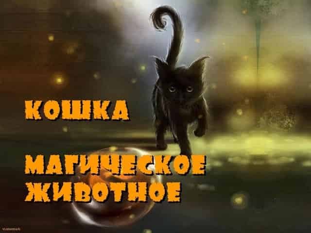 Кошки воспринимают хозяев как своих родителей - hi-news.ru