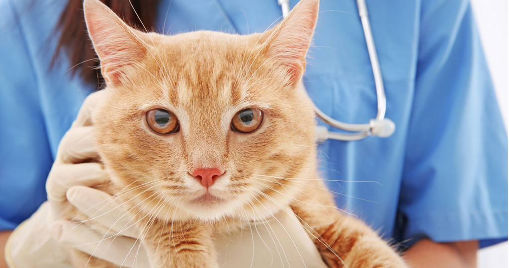 Лечение цистита у кошек: выясняем причину и симптомы, профилактика и уход