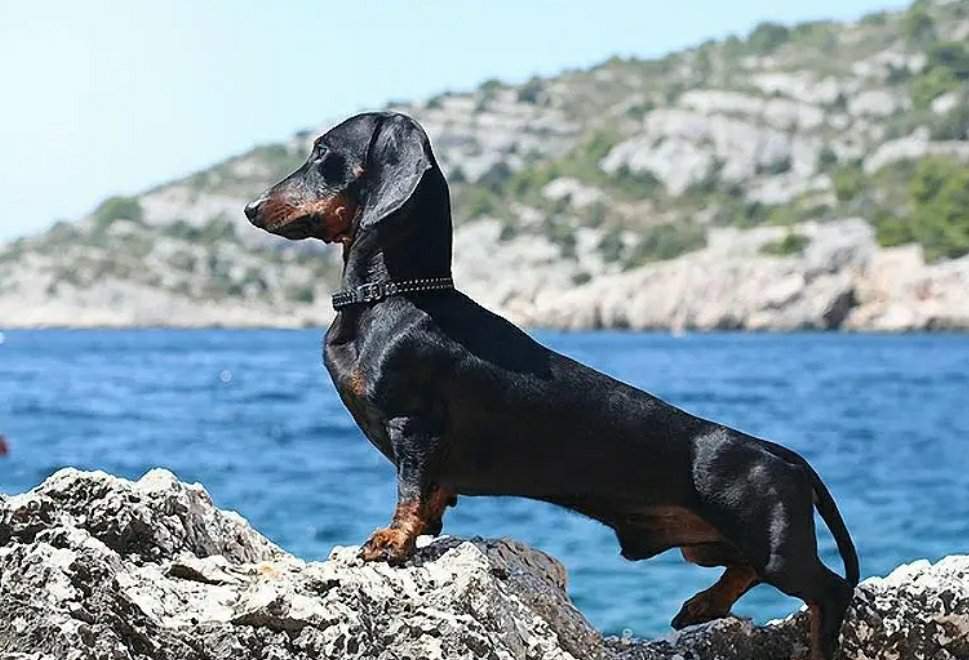 Самые опасные собаки в мире: список пород с описаниями и фотографиями