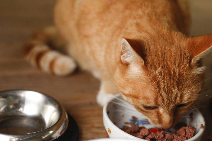 Натуральная диета для кошек с хпн видео