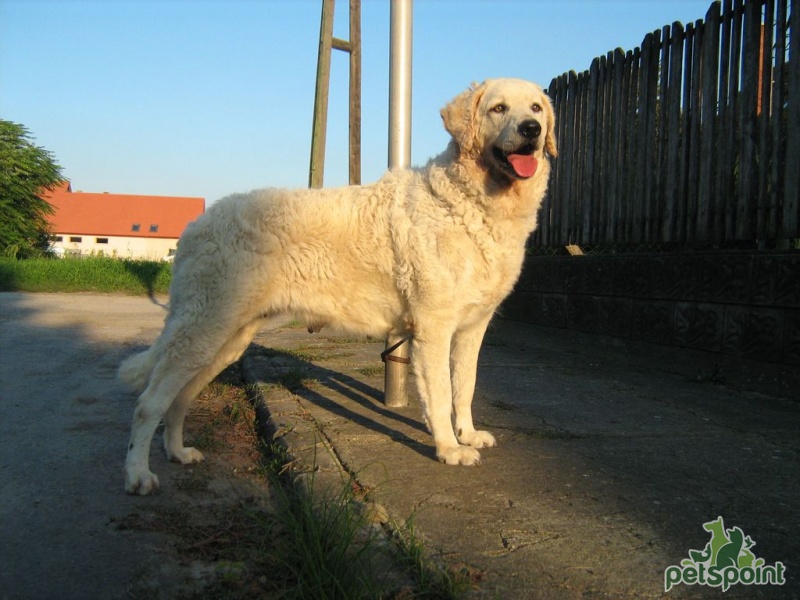 Кувас (фото): невероятно красивая и свободолюбивая собака