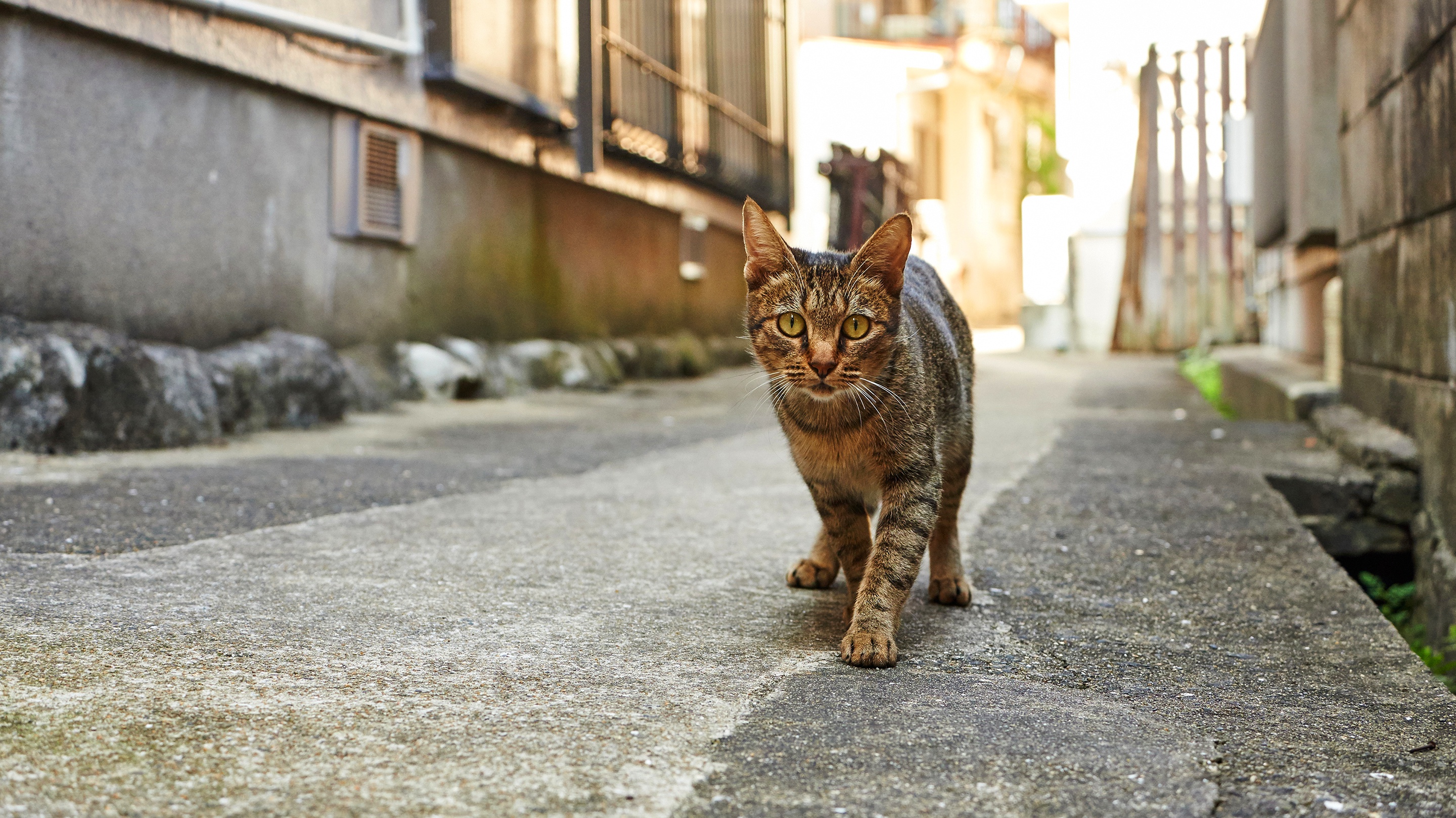 Как коты находят дорогу домой – 3 основных помощника животного для ориентировки в пространстве