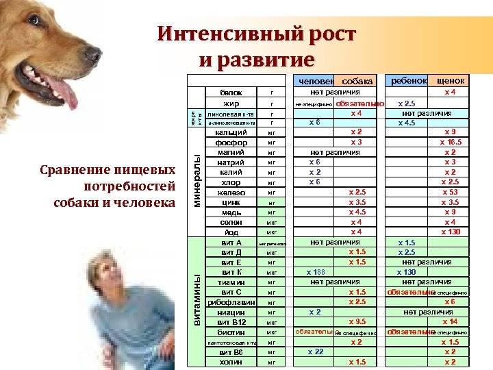 Год собаке сколько будет по человечески. Средняя Продолжительность жизни собак дворняжек. Средний Возраст пород собак. Продолжительность жизни собак по породам таблица средняя. Продолжительность жизни собак таблица.