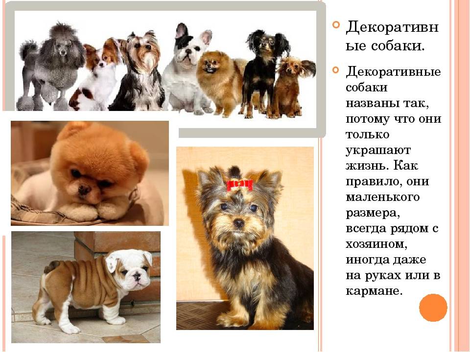 Декоративные породы собак — фотографии, названия, описание комнатных собачек