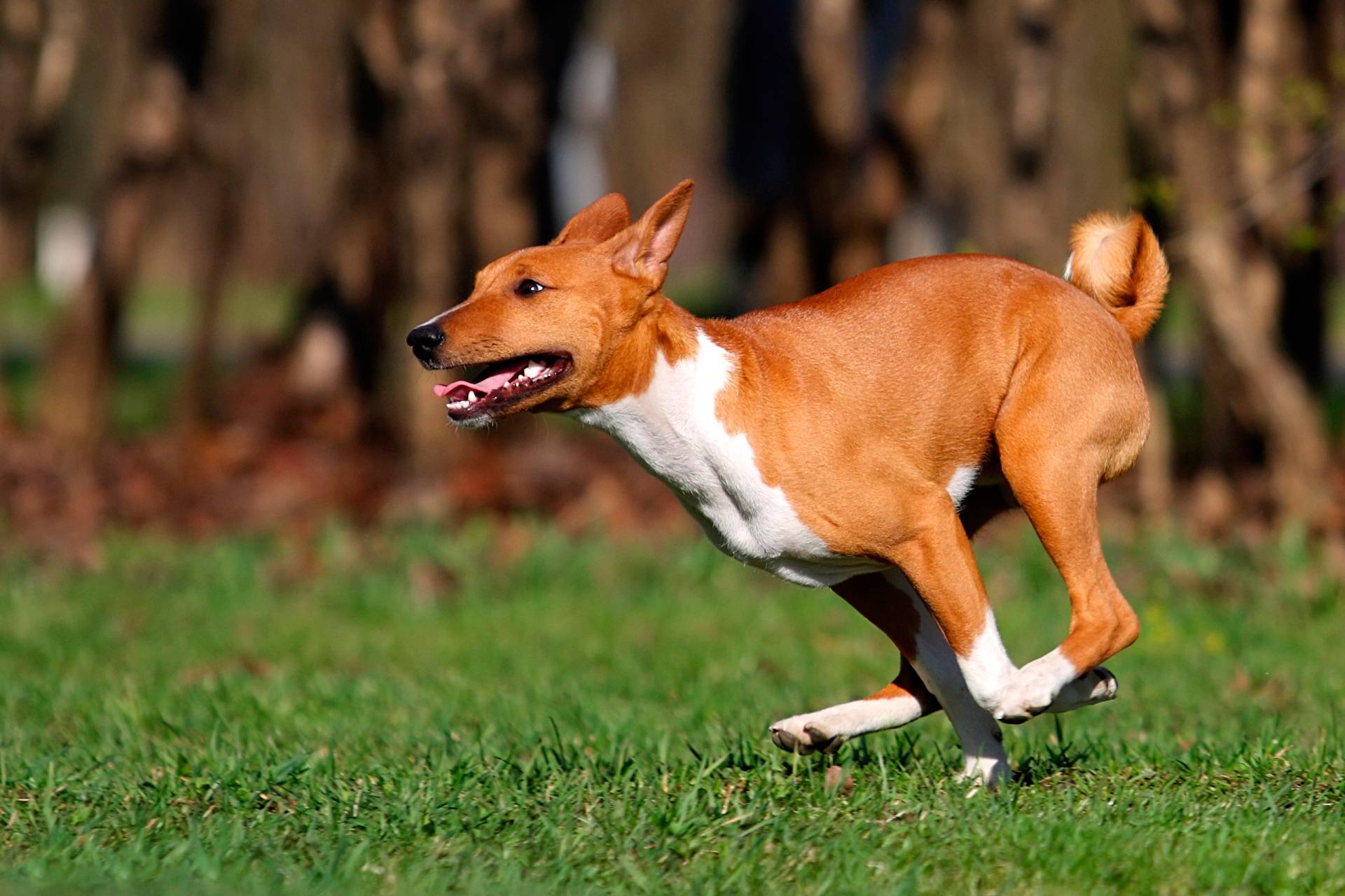 Собака, которая не лает: породы нелающих или мало лающих псов, описание с фото