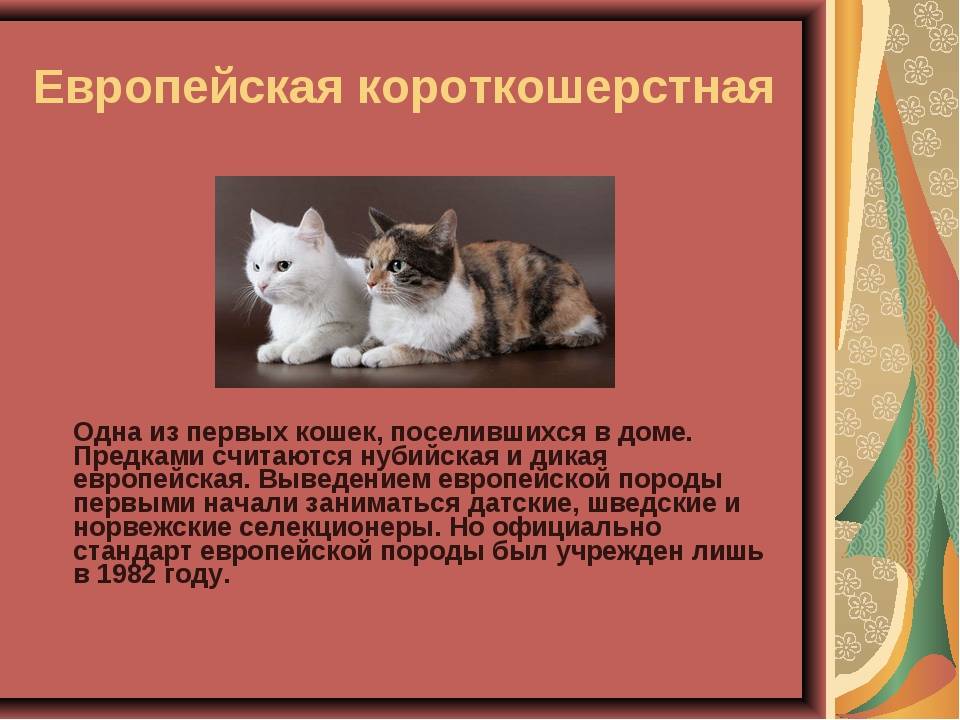 Европейская кошка: описание породы, характер, питание, здоровье