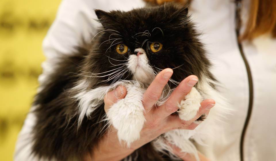 Мочекаменная болезнь у кошек - причины и опасность заболевания