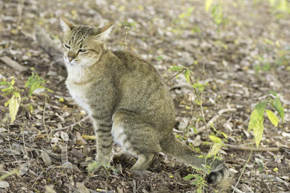 У кота в стуле слизь