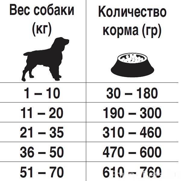 Чем кормить собаку в домашних условиях: рацион кормления натуральной пищей и меню на неделю