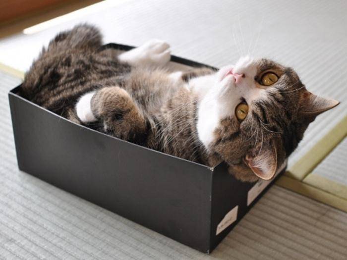 Почему кошки так любят коробки и пакеты