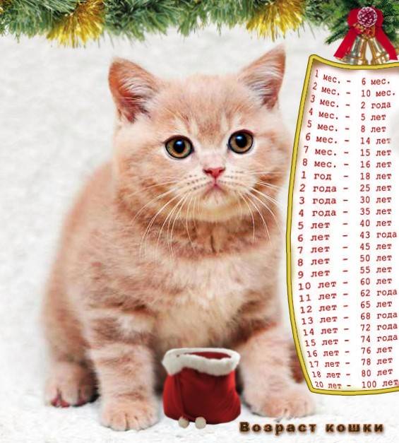 У котов год за сколько лет считается по человеческим меркам таблица фото