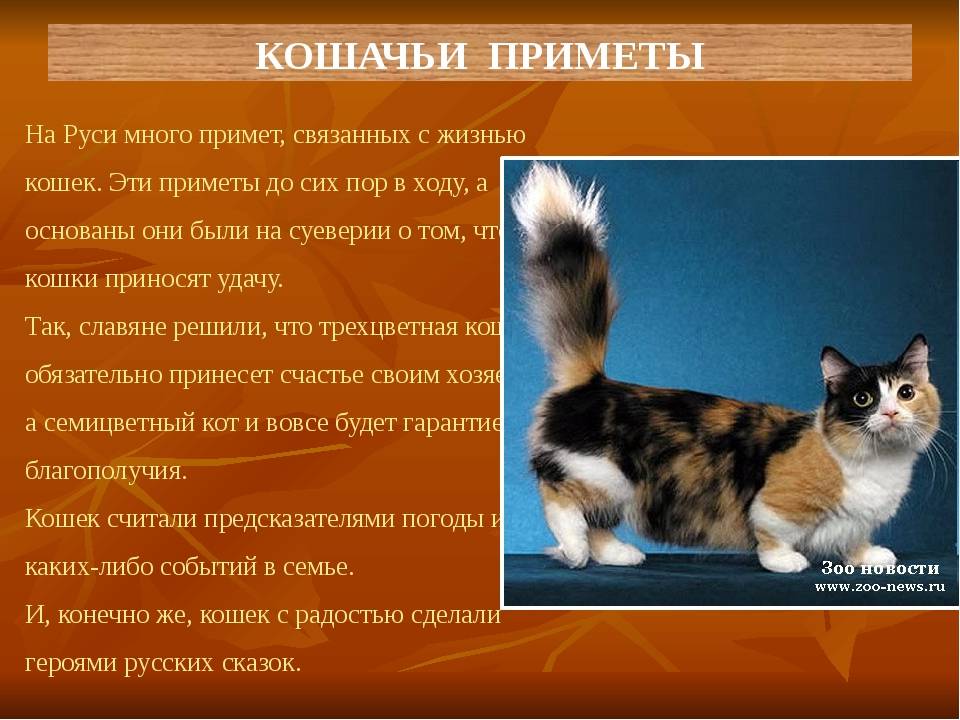 Кошка в доме: приметы и поверья