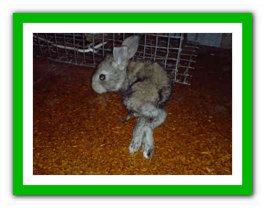 Понос у кролика: причина и лечение