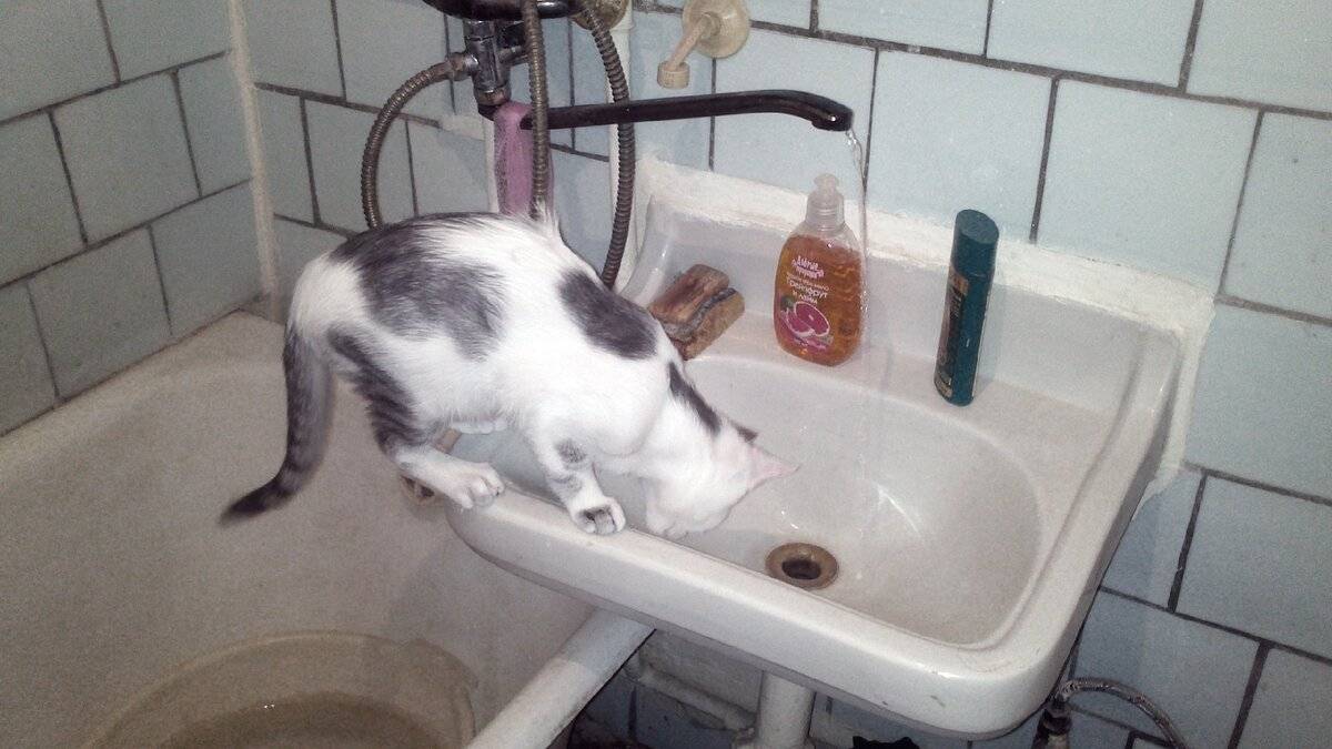 Почему кошка не ест только пьет воду и спит и что делать?