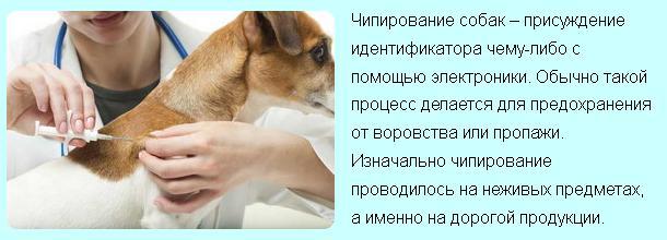 Всё о чипировании кошек