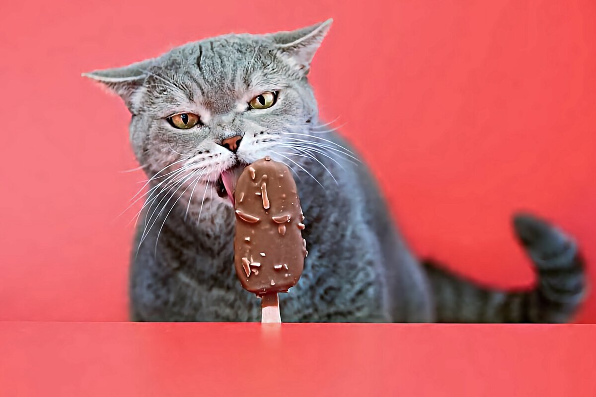 Можно ли кошке или коту давать мороженое?