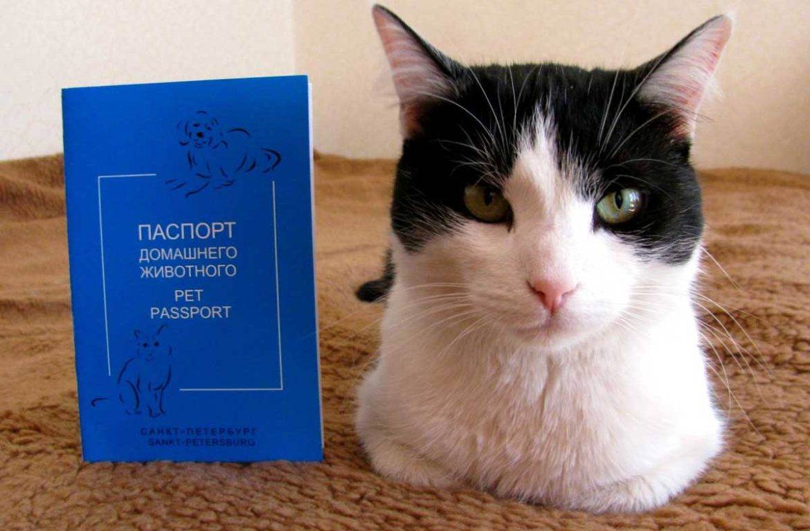 Для чего необходим и как заполнить международный ветеринарный паспорт для собаки? паспорт шотландской и британской кошки — что это и где его взять
