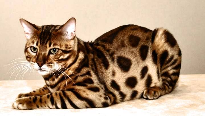 Кошки окраса табби: особенности рисунка на шерсти и список пород