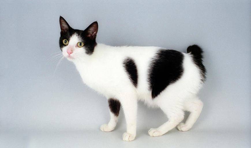 Дымчатый окрас кошек: подробное описание, у каких пород встречается, фото серых котов