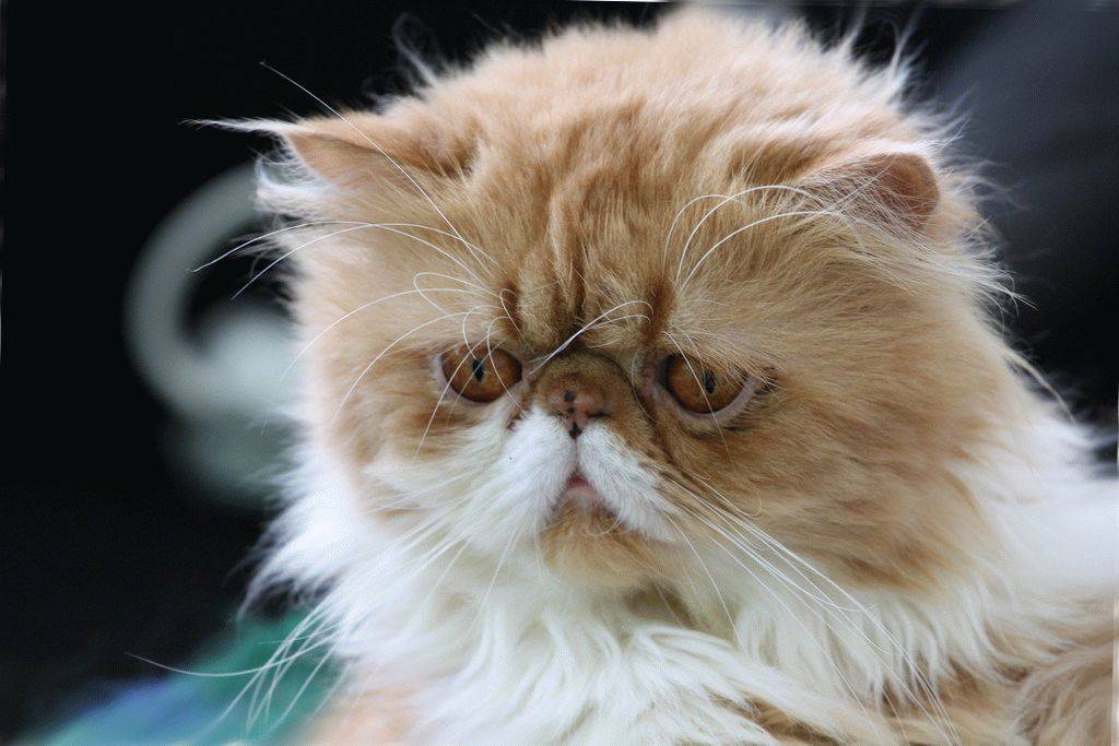 ᐉ 4 породы котов с приплюснутой мордой: плюсы и минусы, особенности ухода за кошками - kcc-zoo.ru