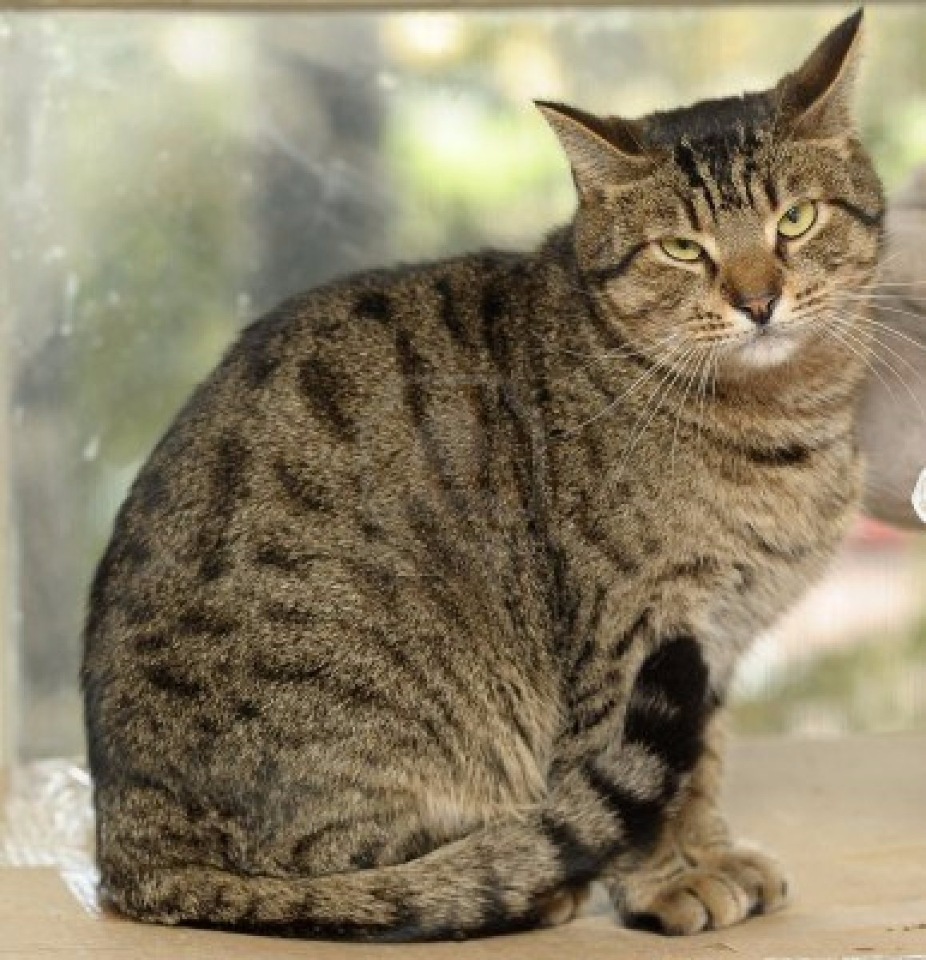 Серый полосатый кот – описание и фото породы