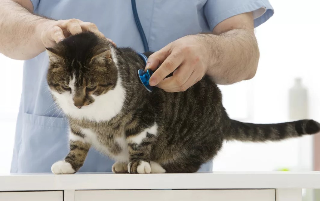 Как лечить артрит у кошек?