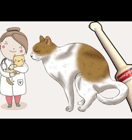Как можно дома помочь коту при запоре: что дать питомцу для выздоровления