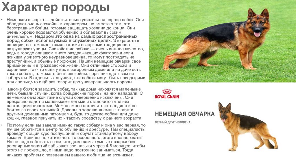 Немецкая овчарка - порода собак - информация и особенностях | хиллс