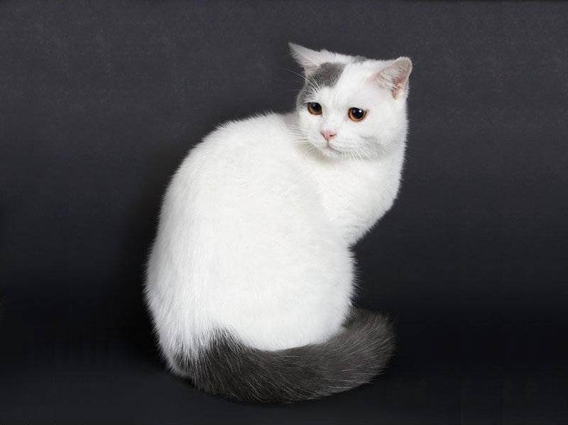 Варианты окрасов табби у британских короткошерстных кошек