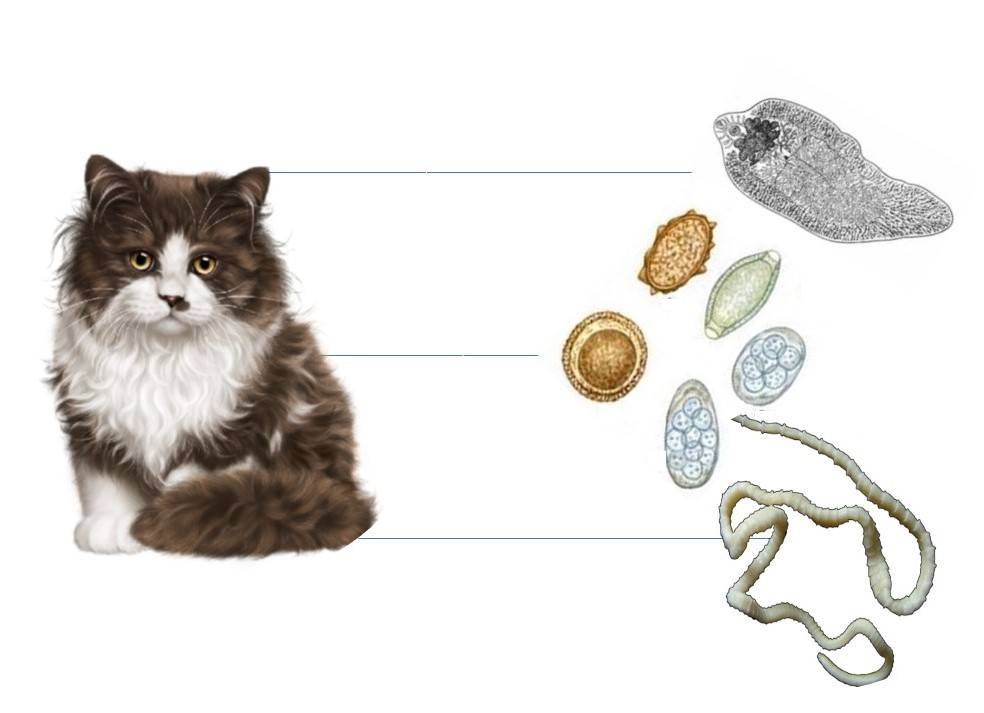 Как понять, что у кошки глисты: основные симптомы и признаки при различных видах глистов