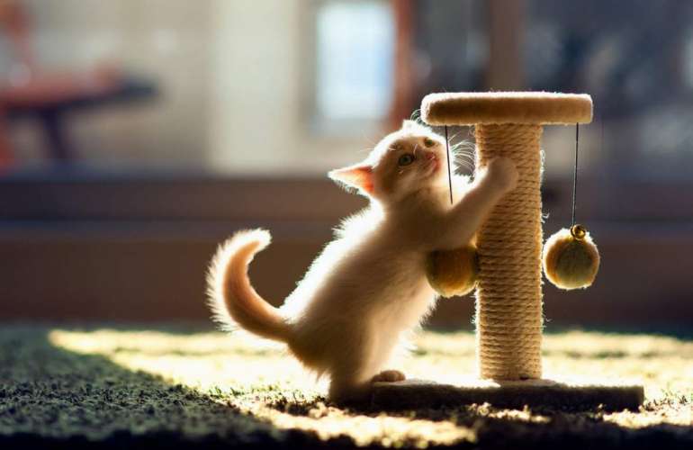 Когтеточка для кошек: виды и как сделать своими руками