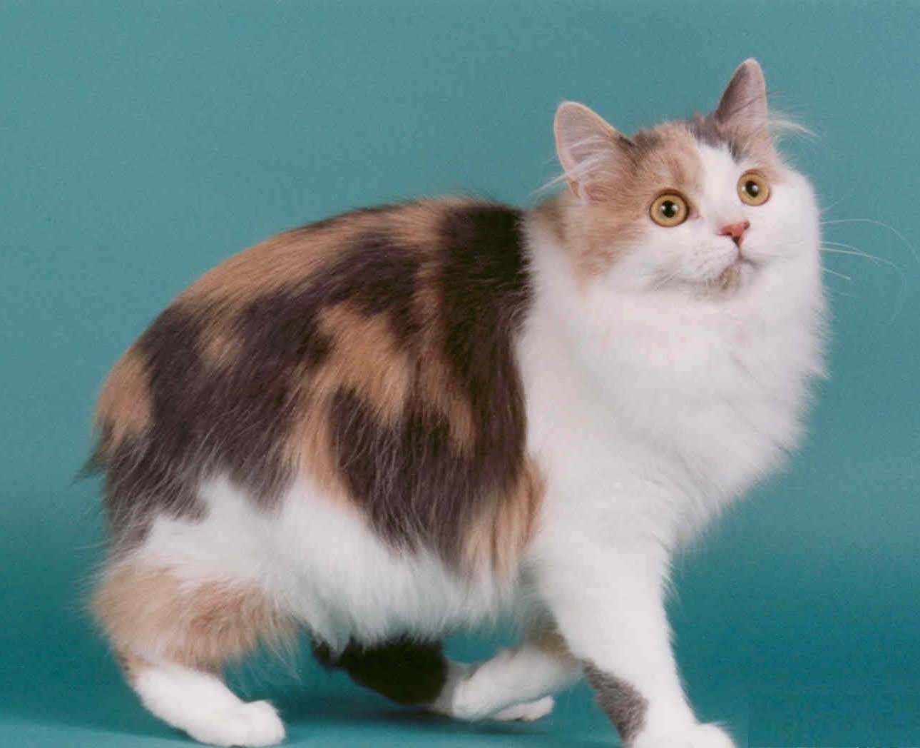 Кимрик кошка: фото, особенности, уход, болезни