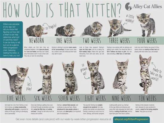 Развитие котят по неделям: как выглядят, растут после рождения