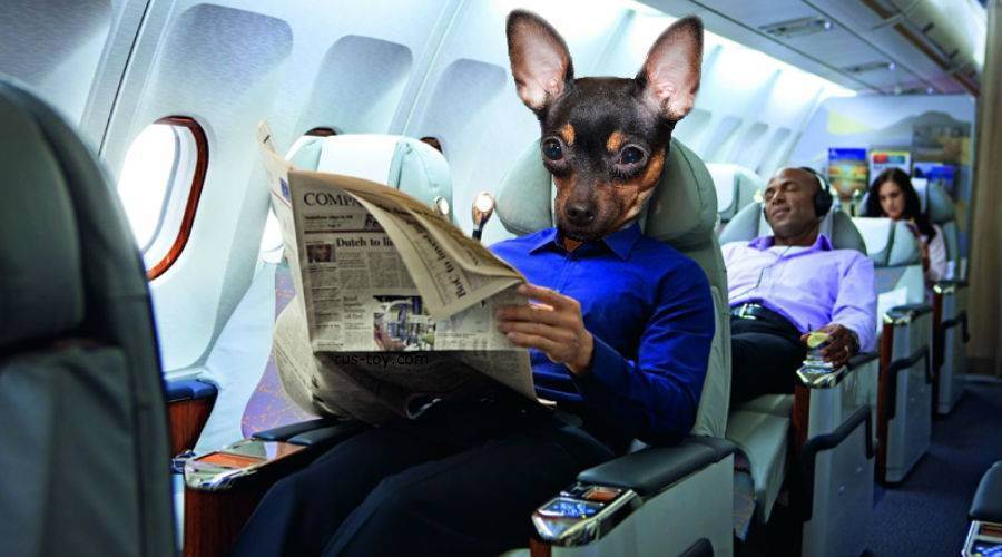 Как перевезти животное в самолете