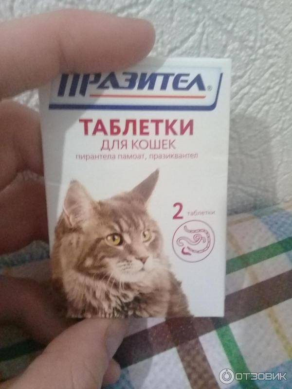 Таблетка от глистов для кошек - какие есть и как принимать